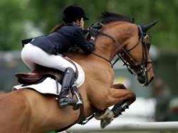 Activité d'entrainement de chevaux : la responsabilité de l'entraîneur à l'égard de ses salariés